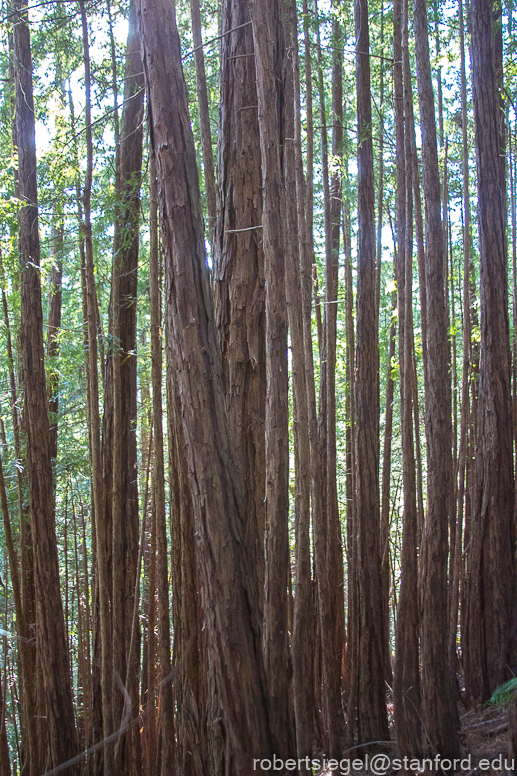 Muir Woods